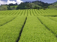 Gyokuro Tokufu, Bio, Super-Premium 8 Gyokuro Tokufu, Bio, Super-Premium – Bild 6