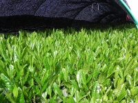 Sencha Kabuse Kirifuda, Bio, Super-Premium 9 Sencha Kabuse Kirifuda, Bio, Super-Premium – Bild 7